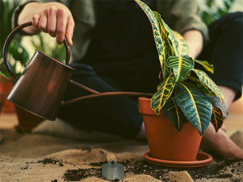 begonias y más Ahorro de agua en el riego de plantas 1 Ahorro de agua en el riego de plantas