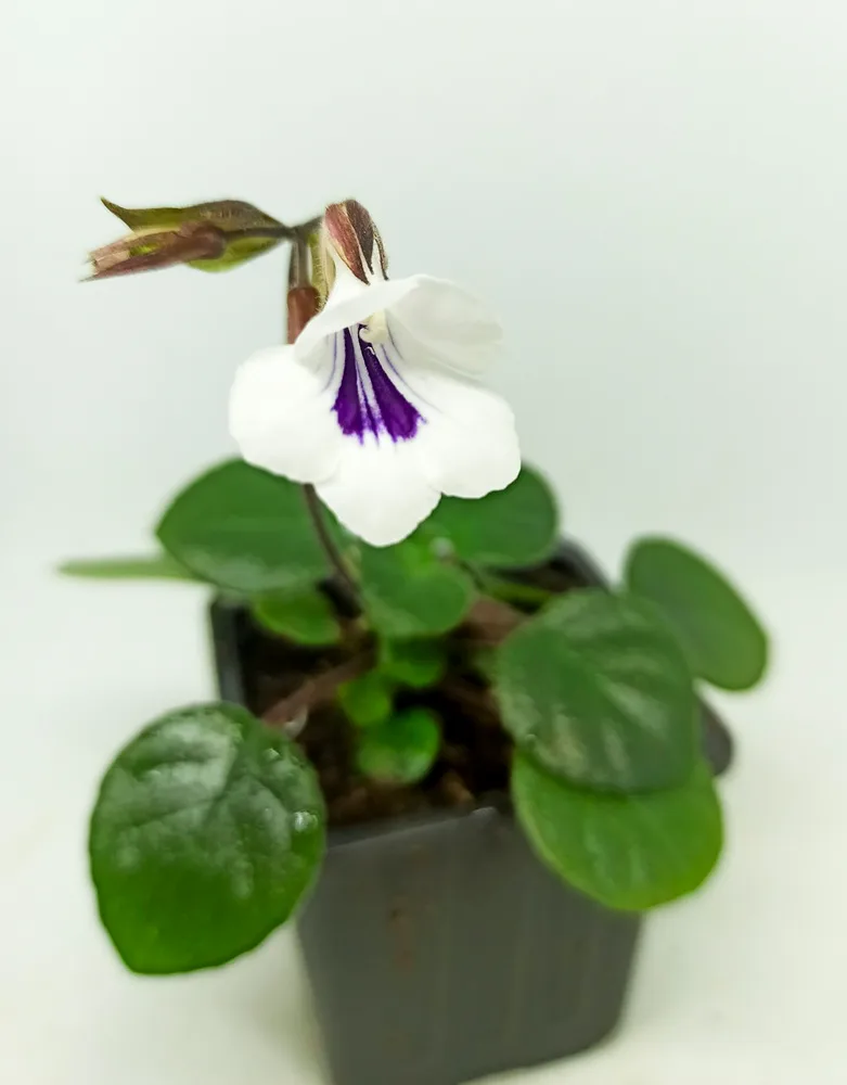 Chirita tamiana