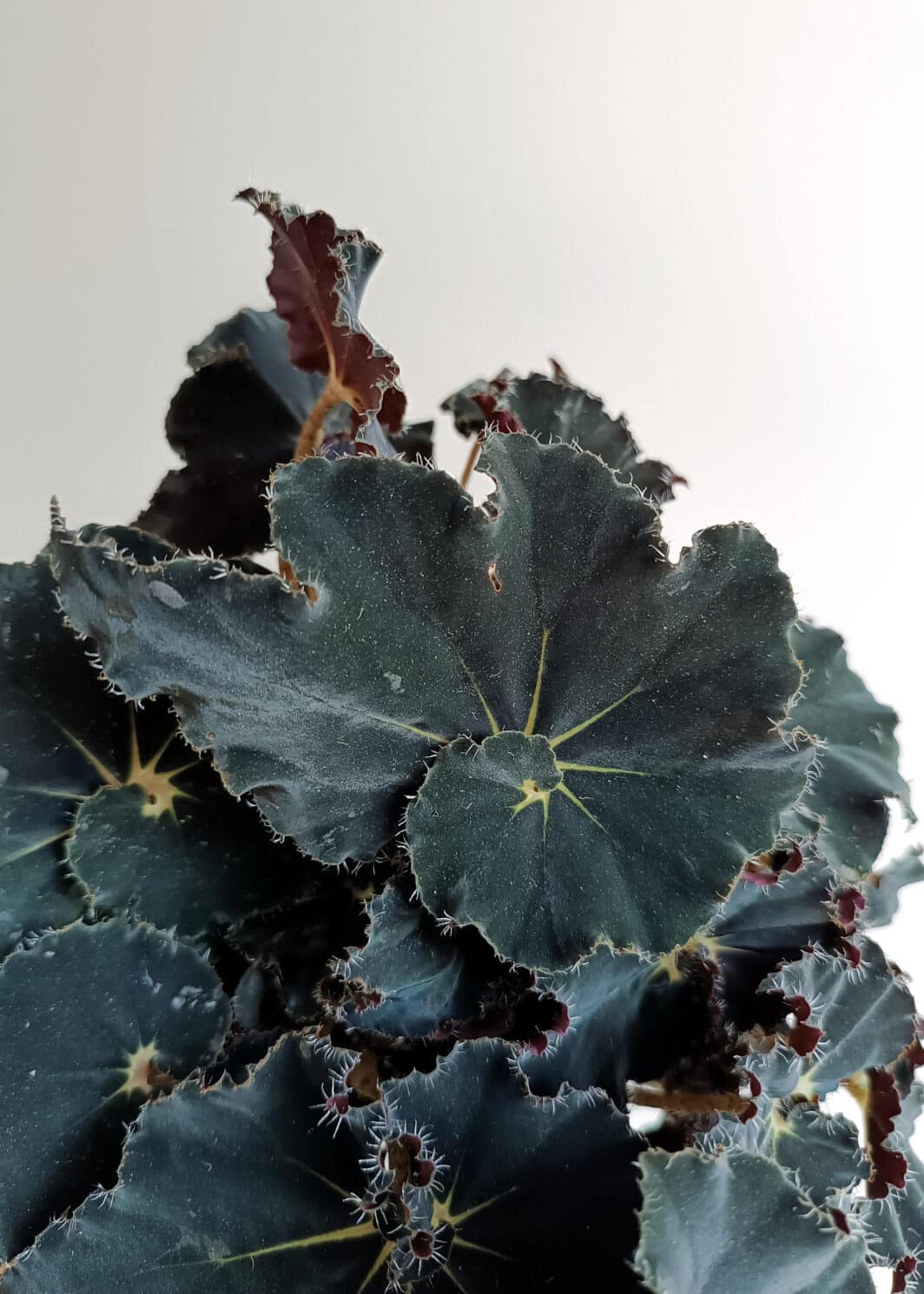 Begonia dark mambo