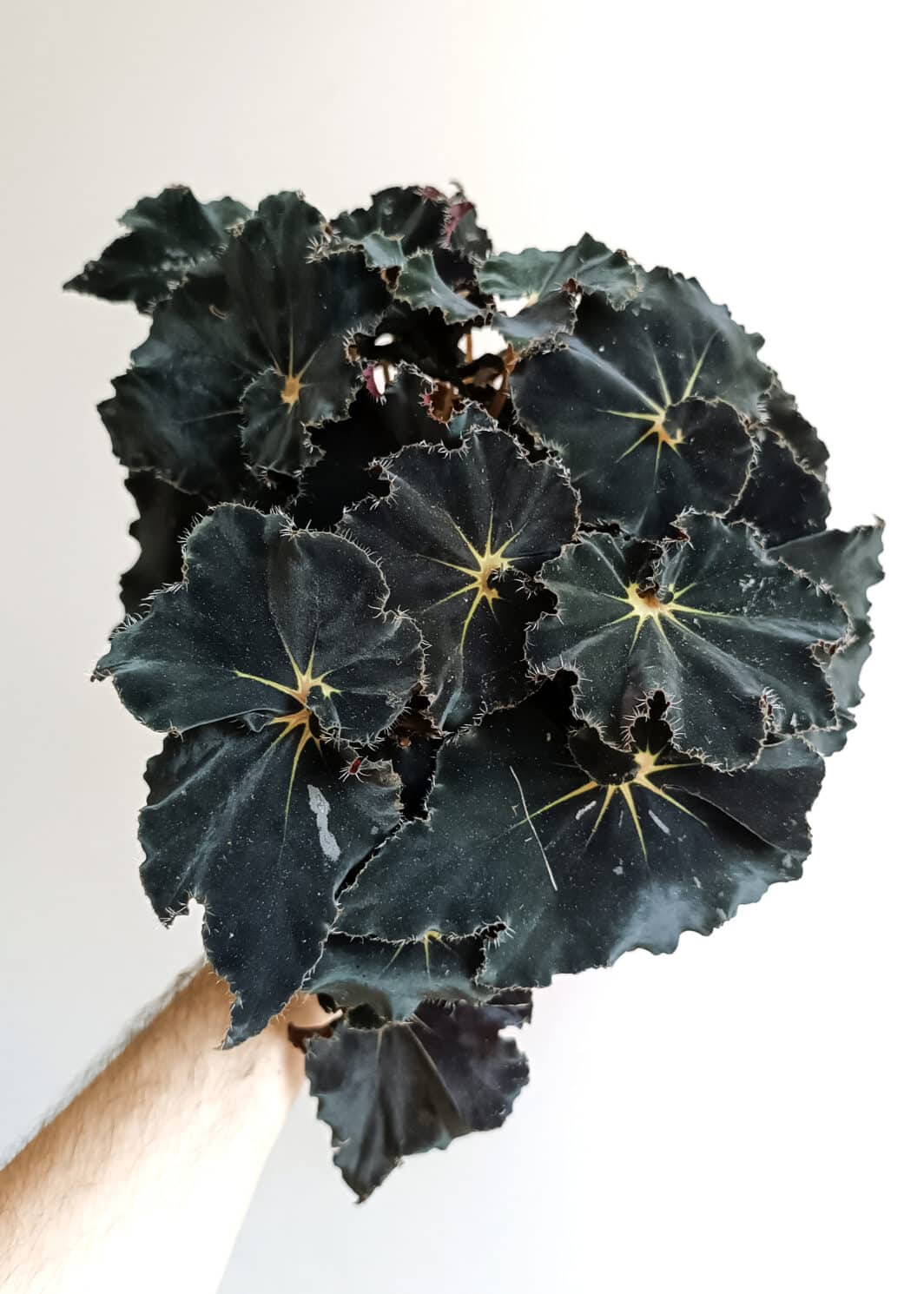 Begonia dark mambo