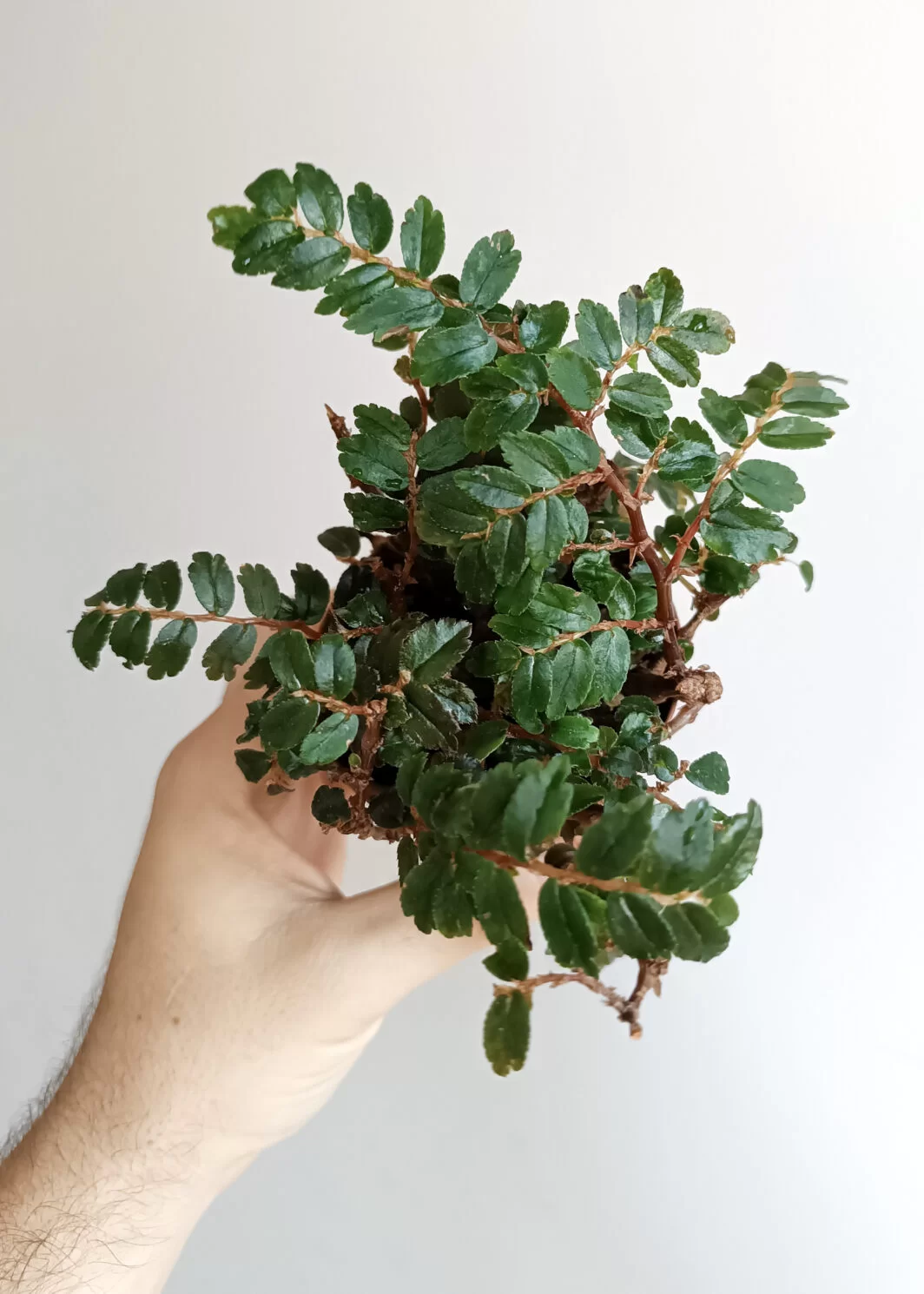 Begonia foliosa miniata / fuchsioides