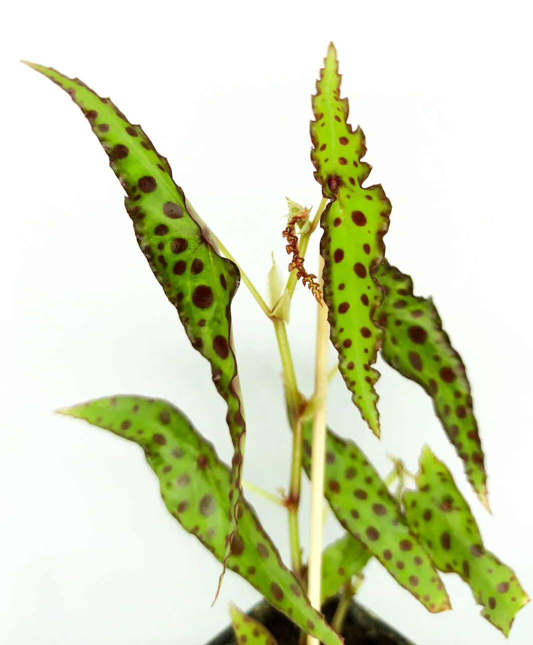 Begonia amphioxus