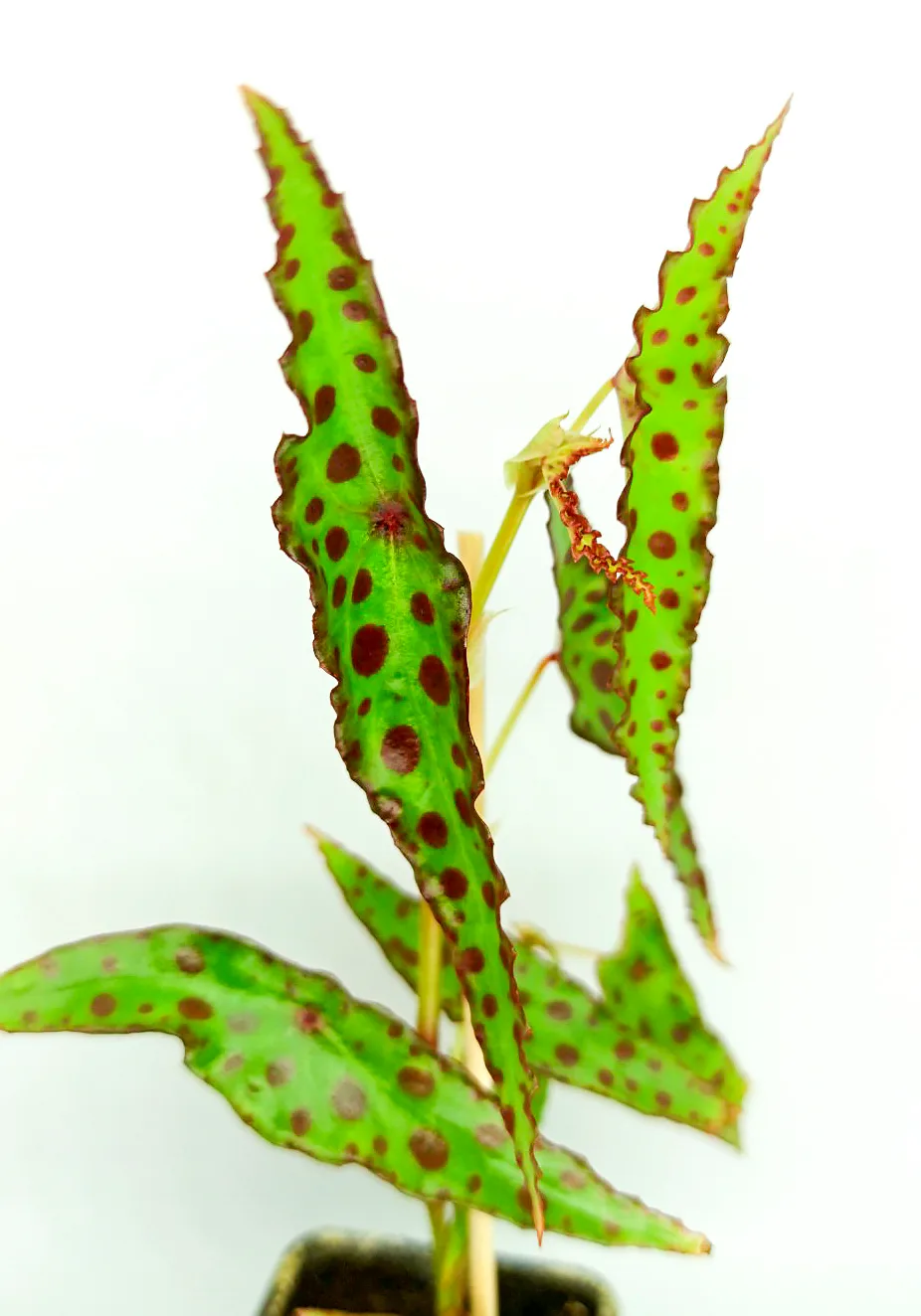 Begonia amphioxus