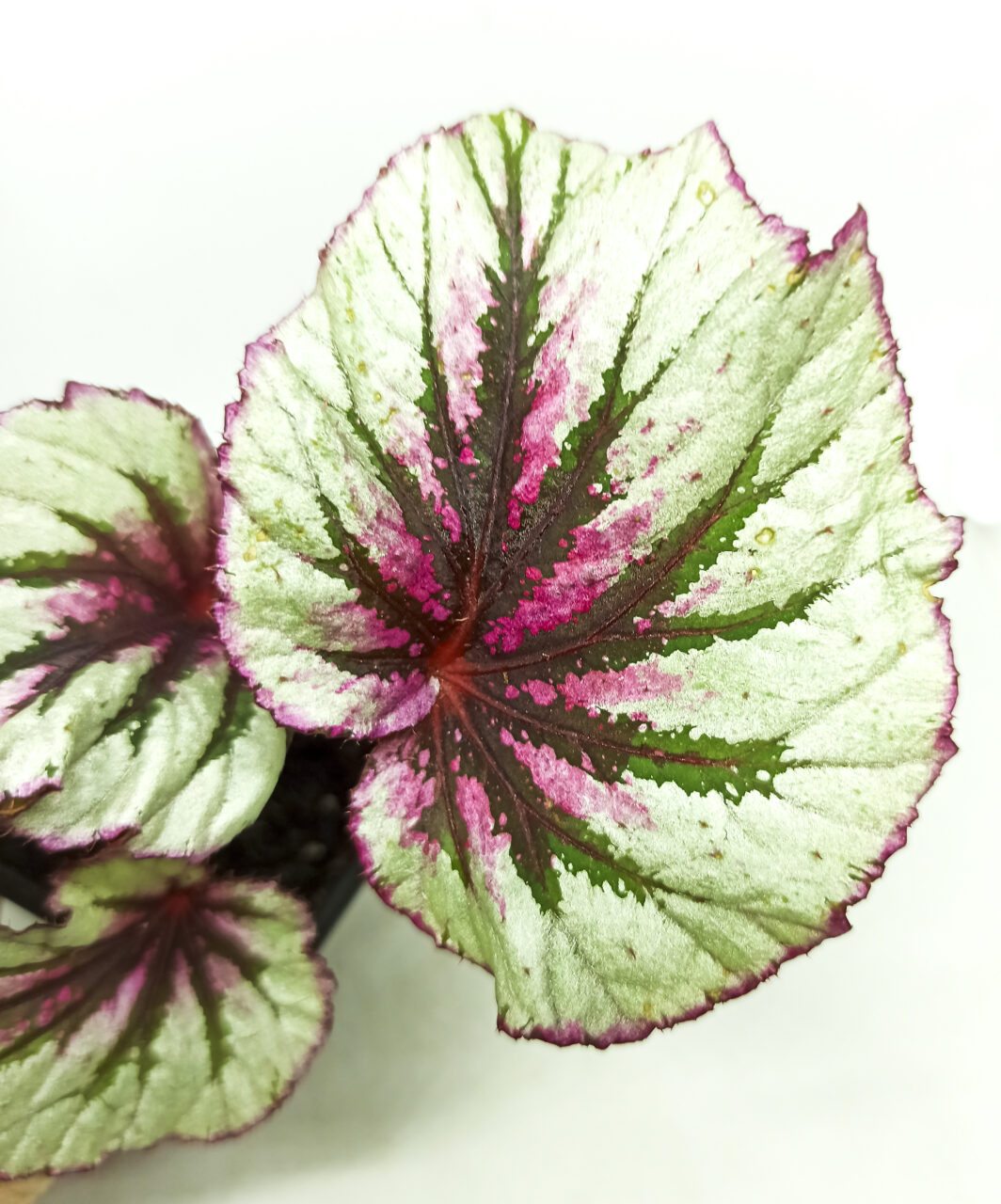 Begonia evening glow