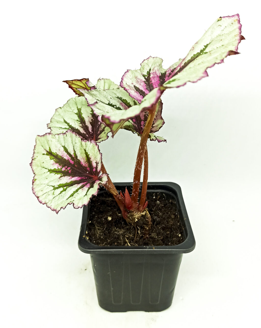Begonia evening glow - Imagen 3