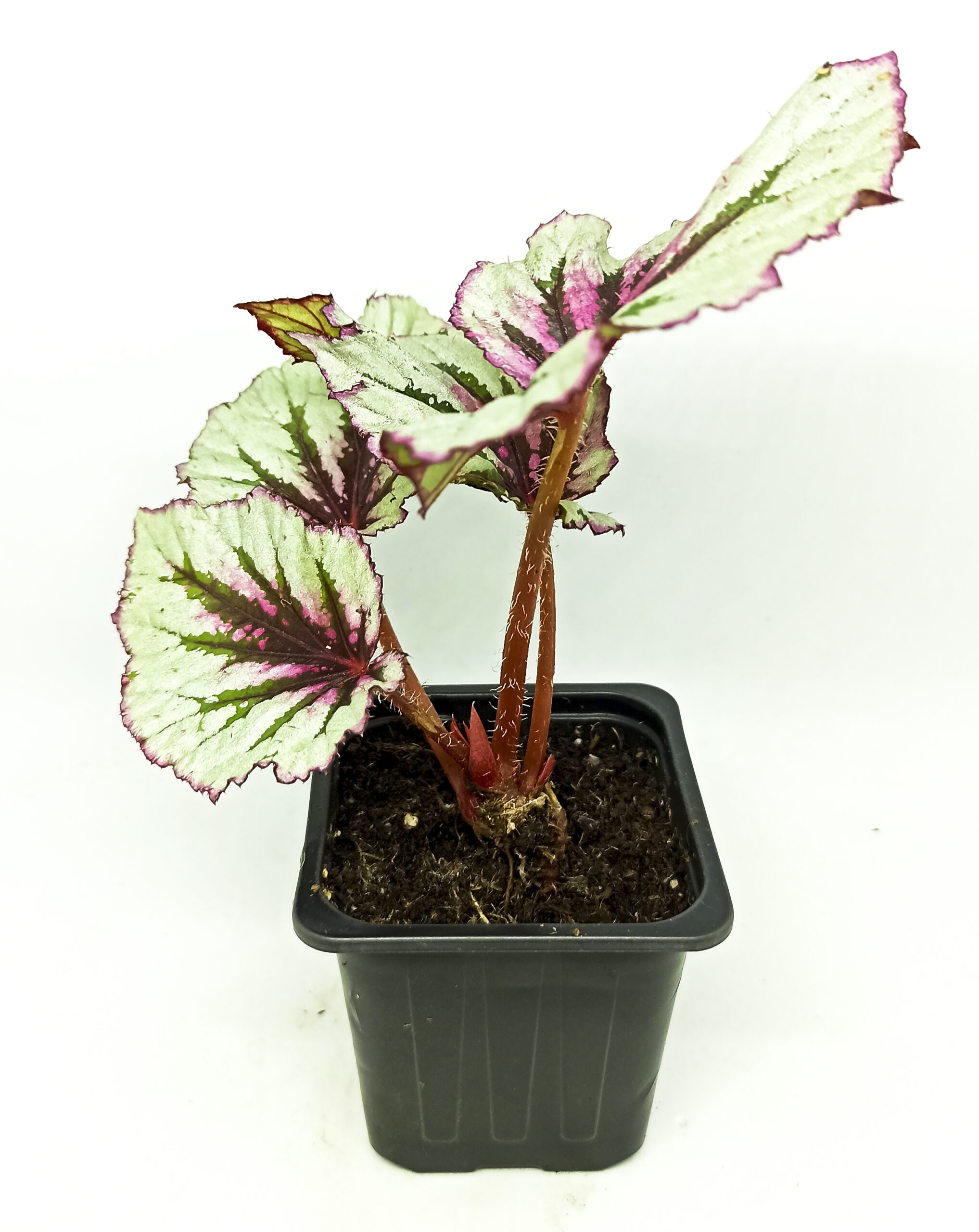 begonias y más Begonia evening glow 3 Begonia evening glow - Imagen 3