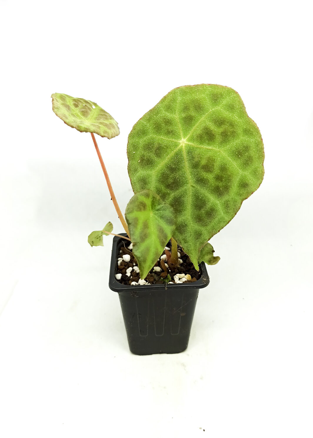 Begonia goegoensis