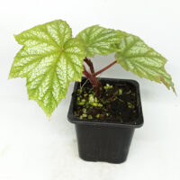 Begonia of China English / Chineseベゴニア図鑑 Begonia of China English / Chineseベゴニア図鑑 Begonia of China