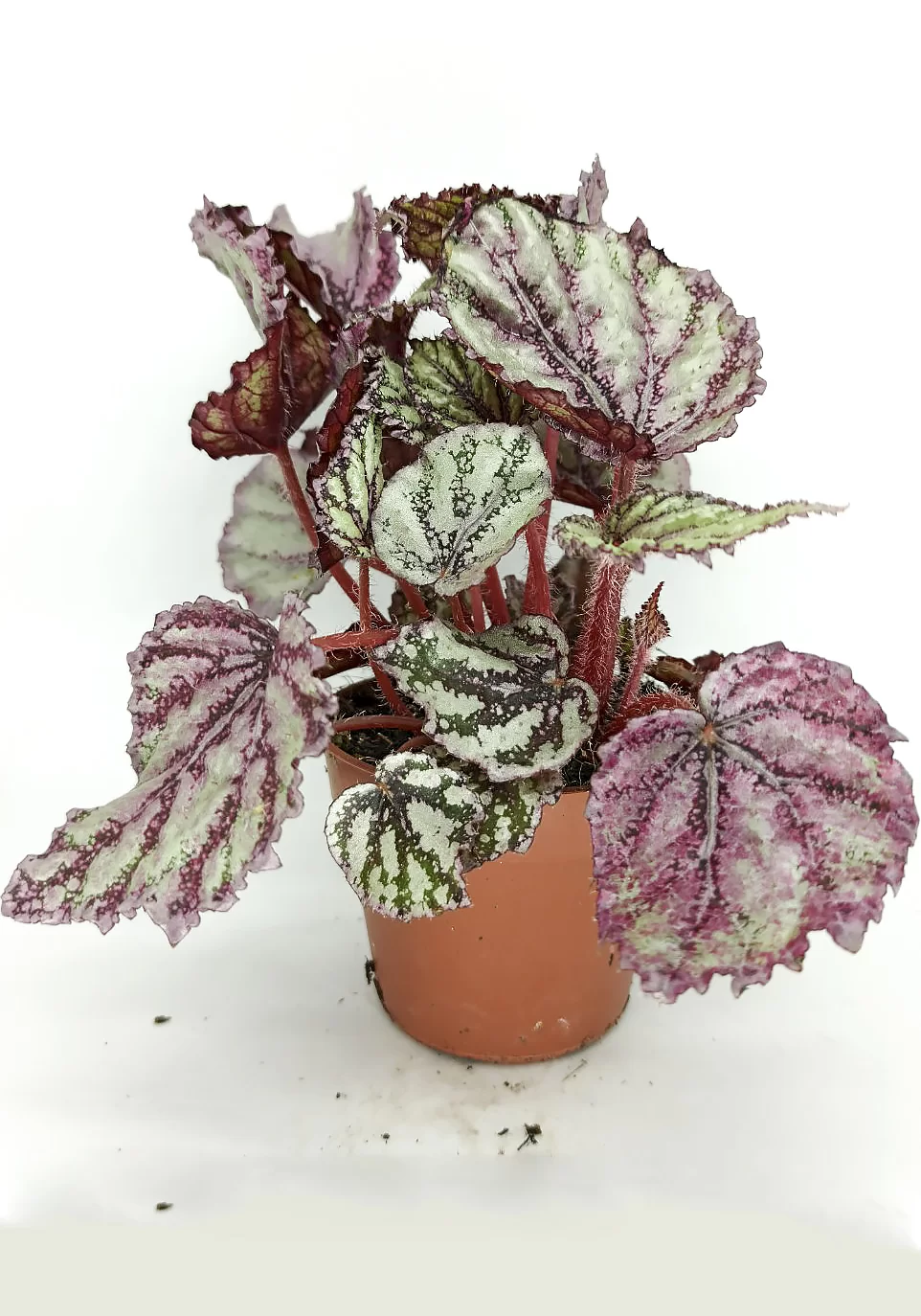begonia merengue