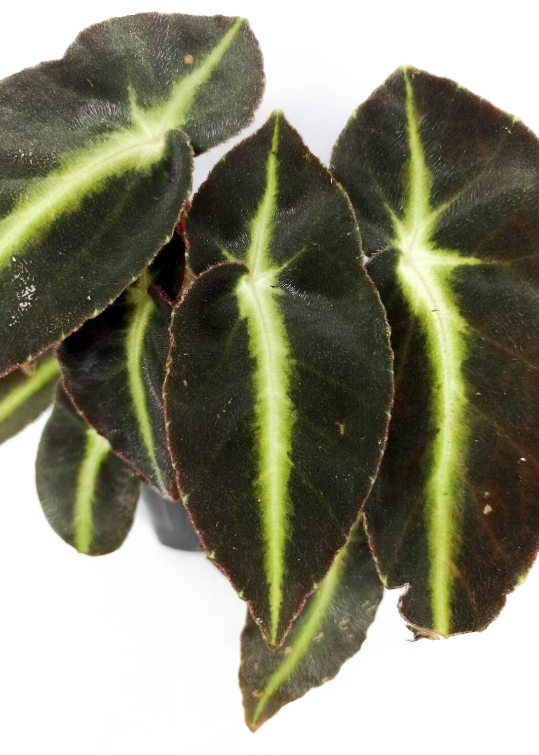 Begonia listada