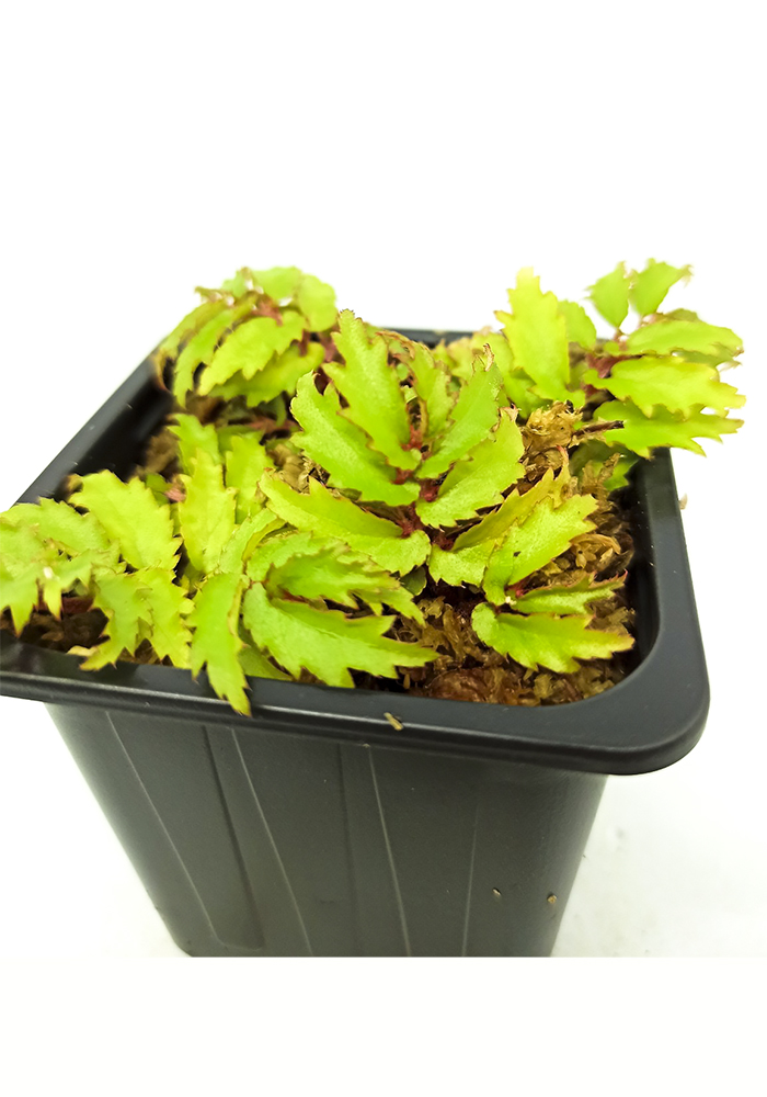 Begonia minutifolia