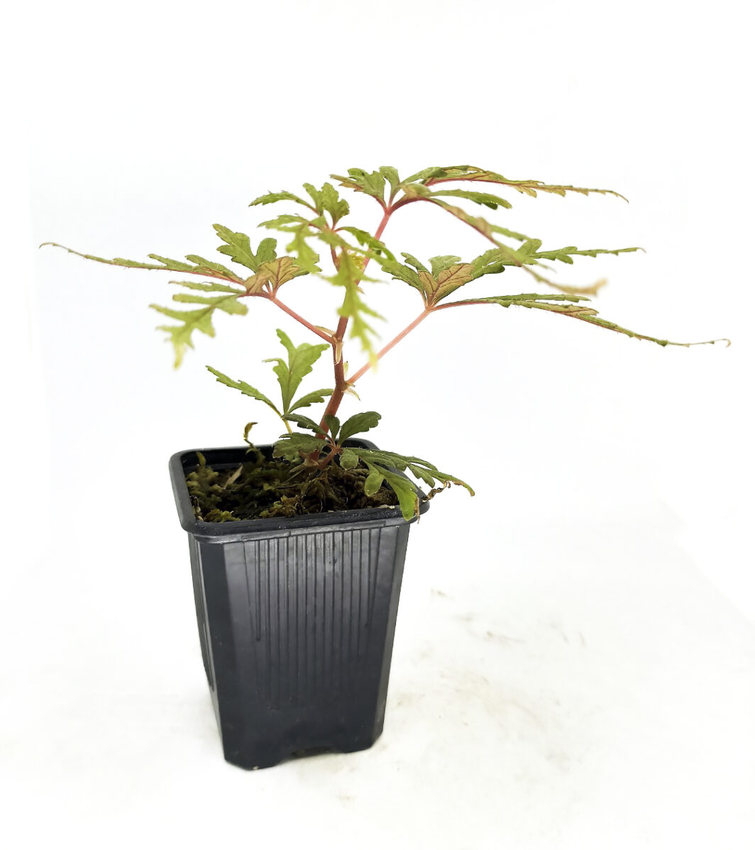 begonia polilloensis