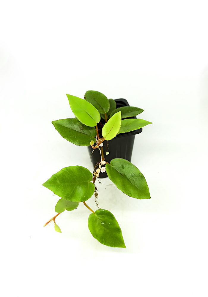 Begonia elaeagnifolia schulzei