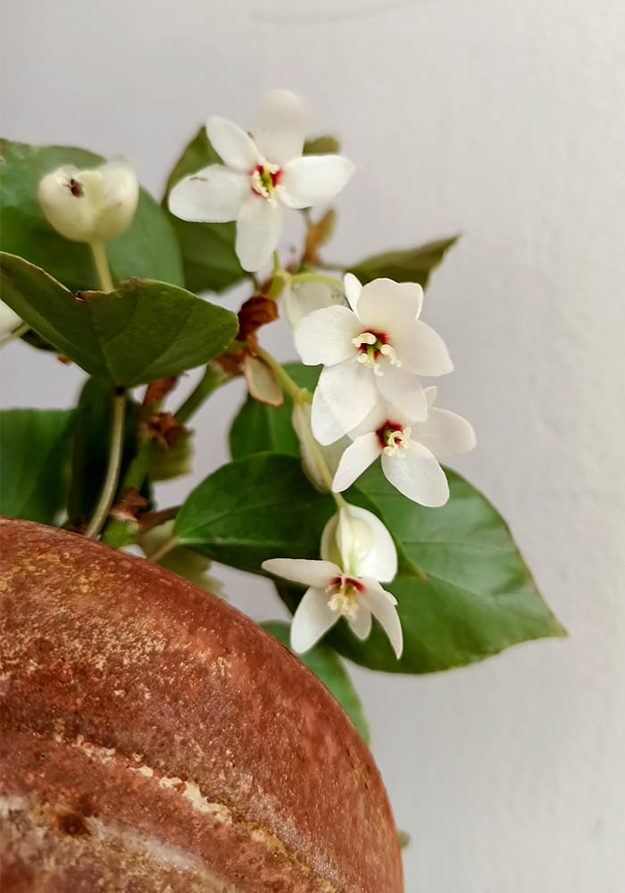 Begonia solananthera