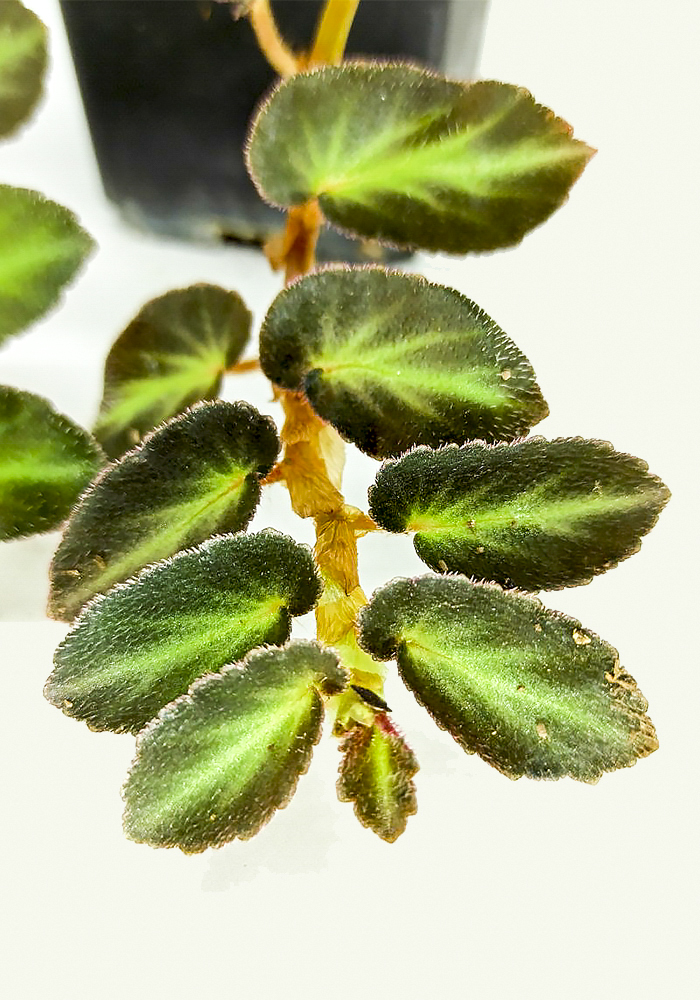 Begonia thelmae