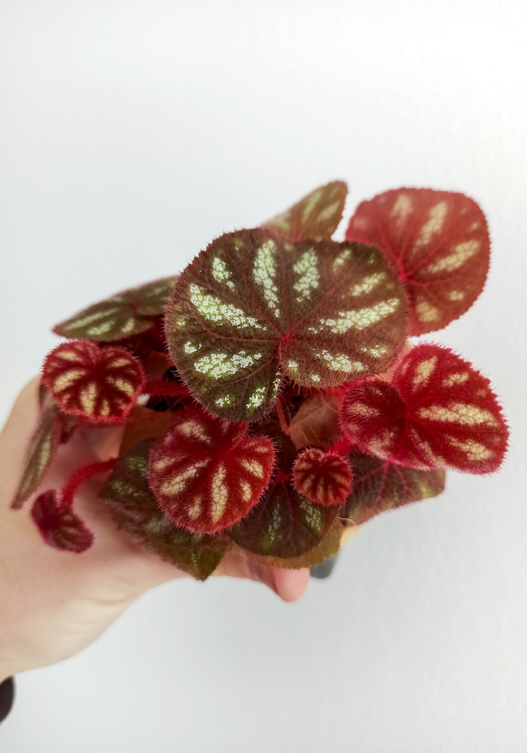 Begonia versicolor 5 1