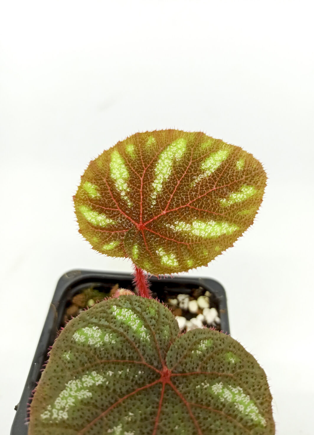 Begonia versicolor