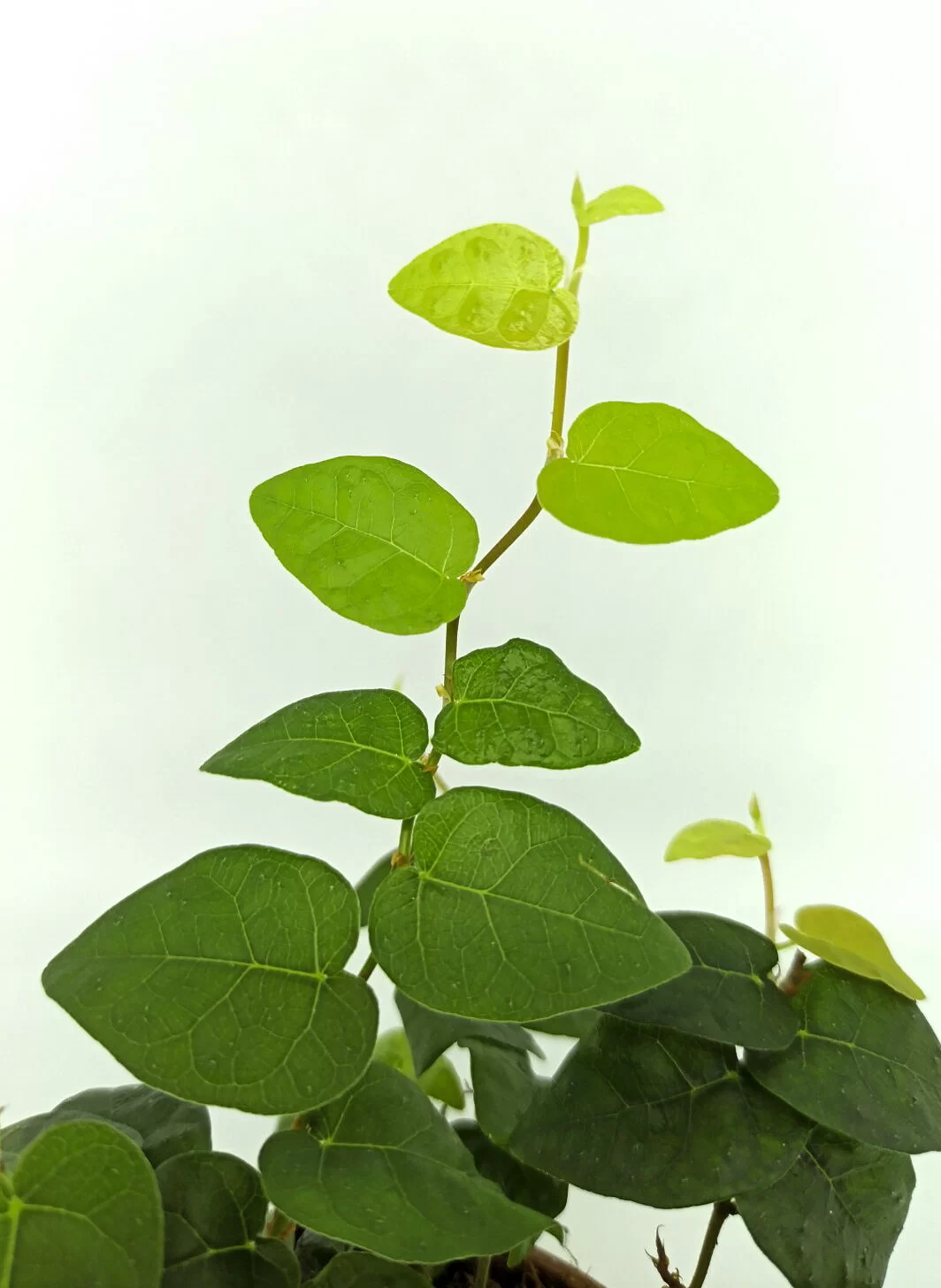 Ficus pumila