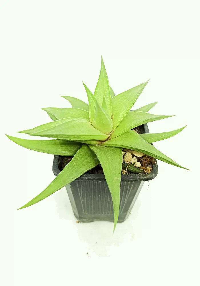 haworthia limifolia var. ubomboensis