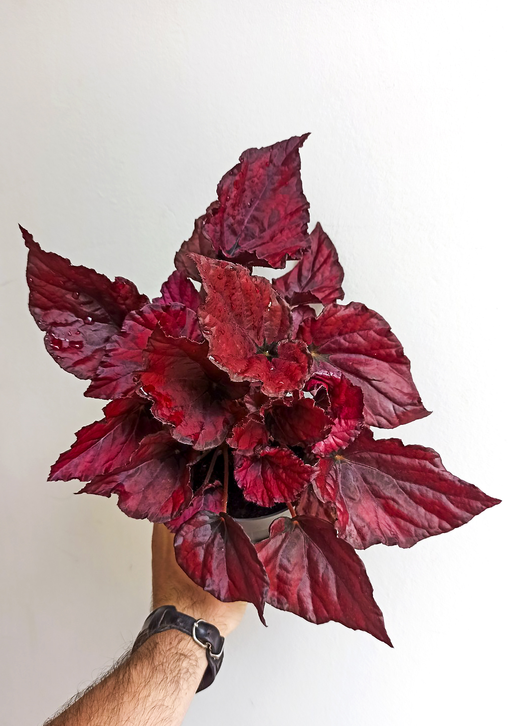 Begonia redbull