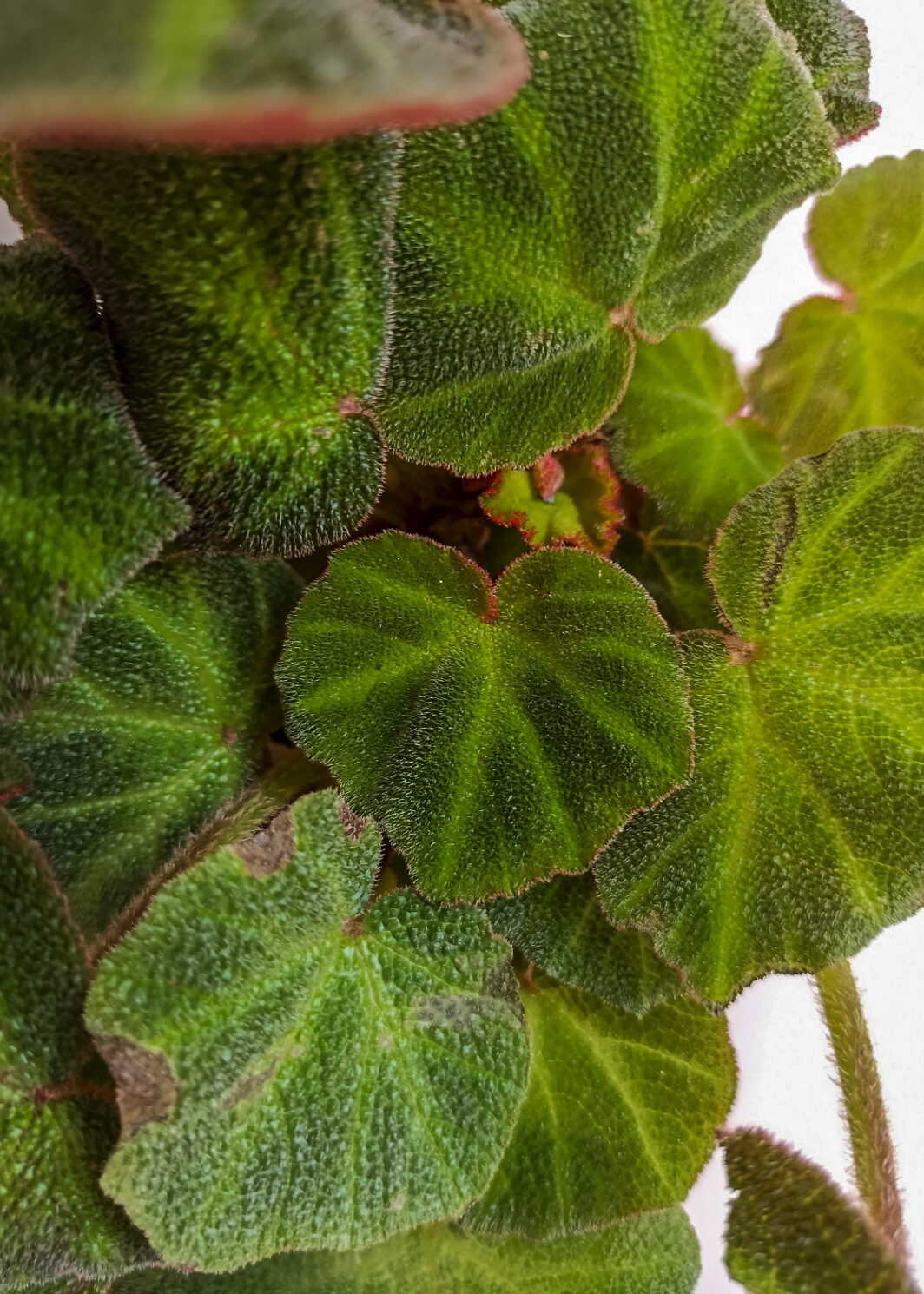 Begonia soli-mutata/glaziovii