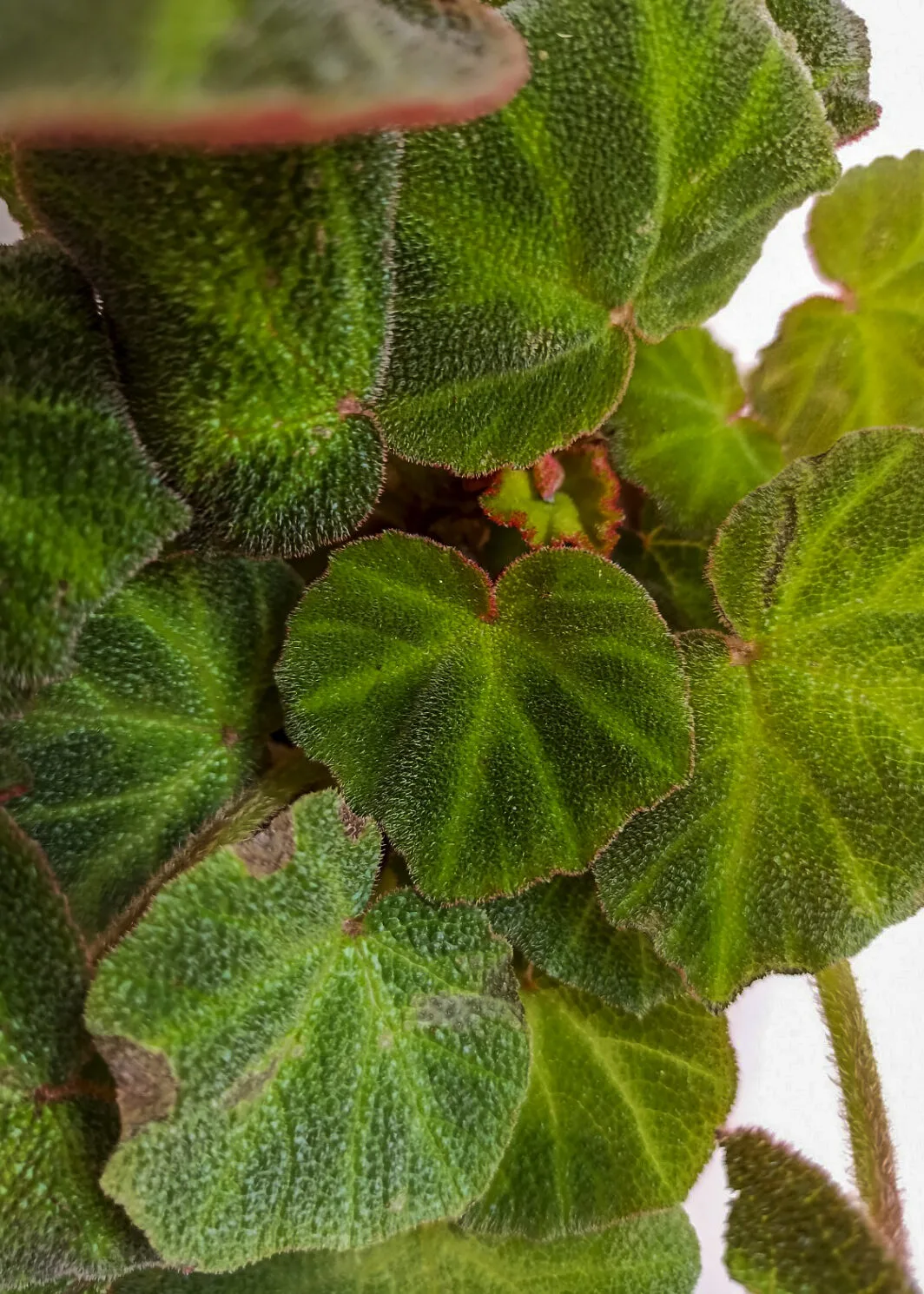 Begonia soli-mutata / glaziovii