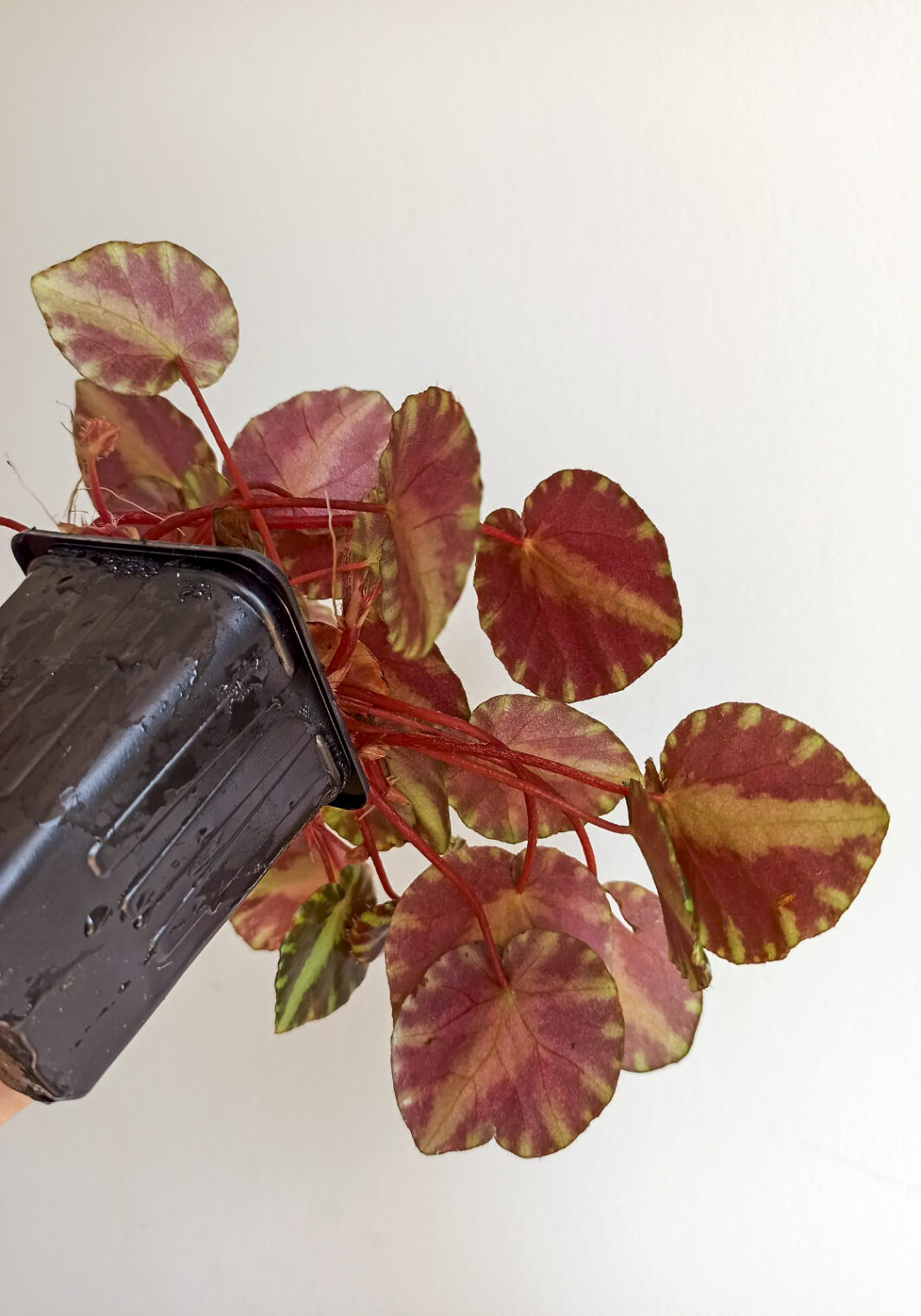 Begonia cleopatrae - Imagen 2