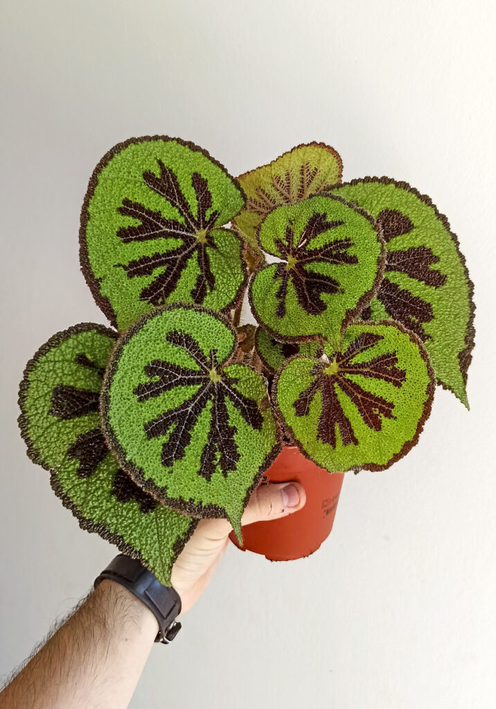 Begonia variegata
