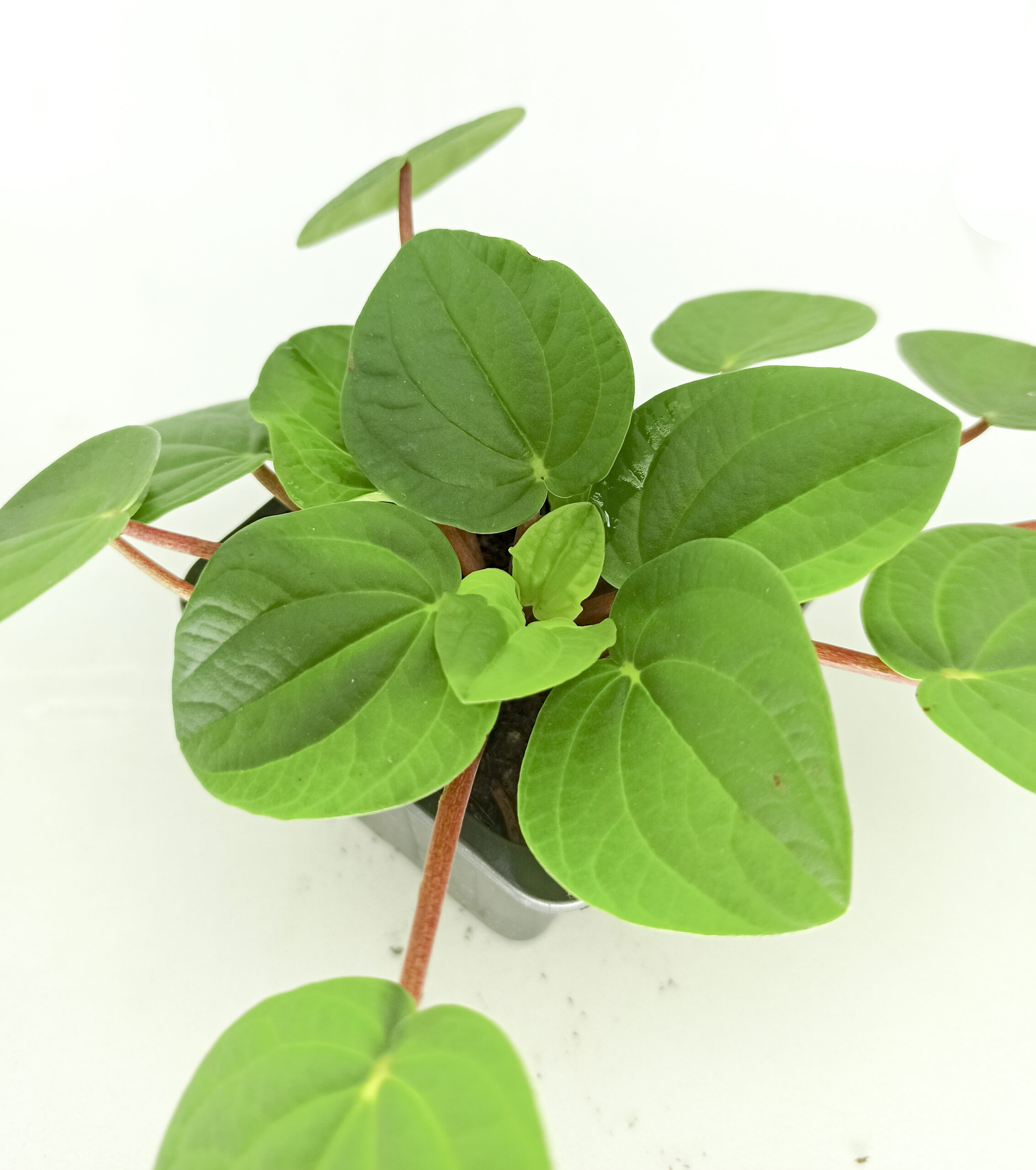 begonias y más Peperomia albovittata rana verde 2 Peperomia albovittata rana verde