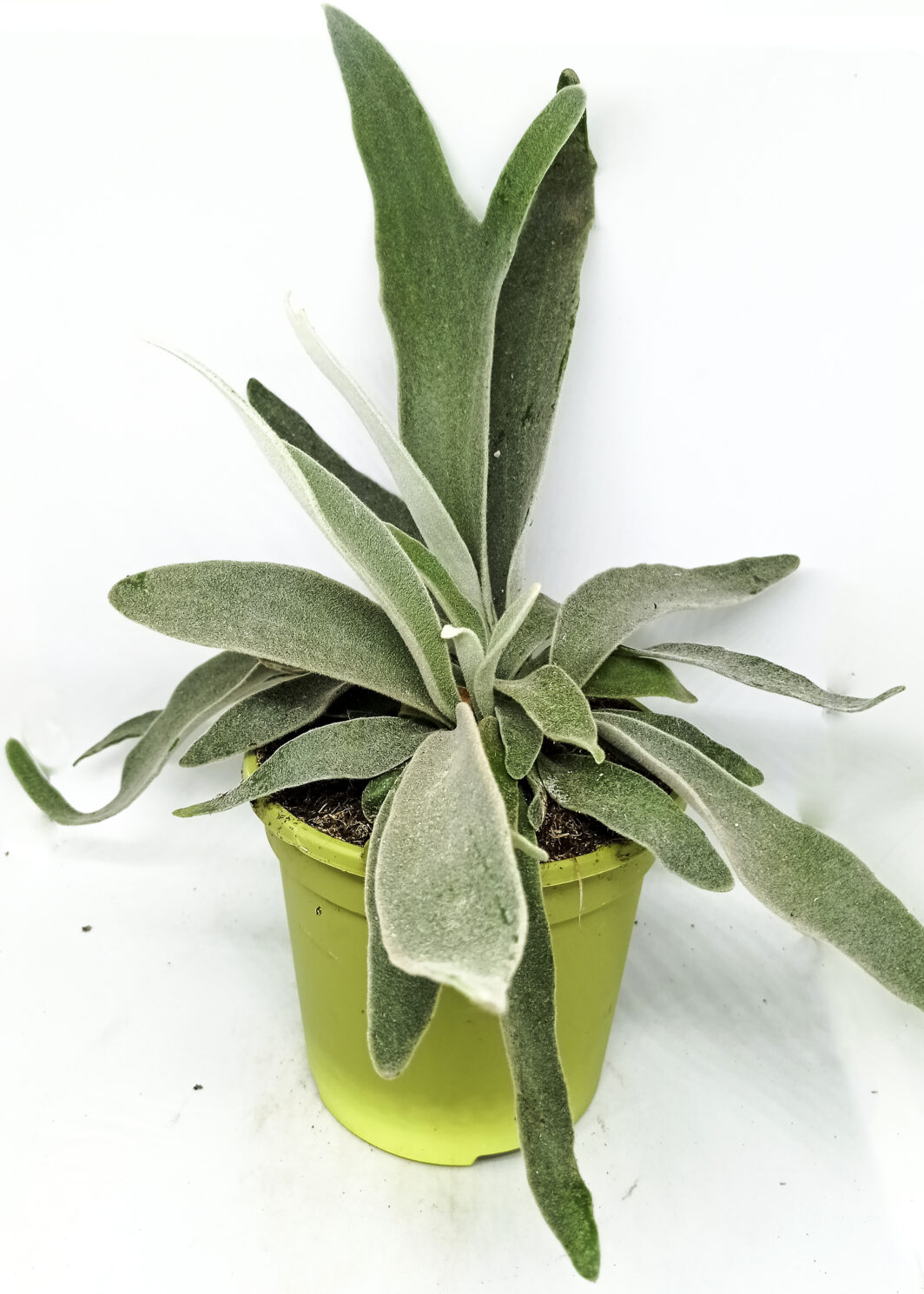 Platycerium veitchii