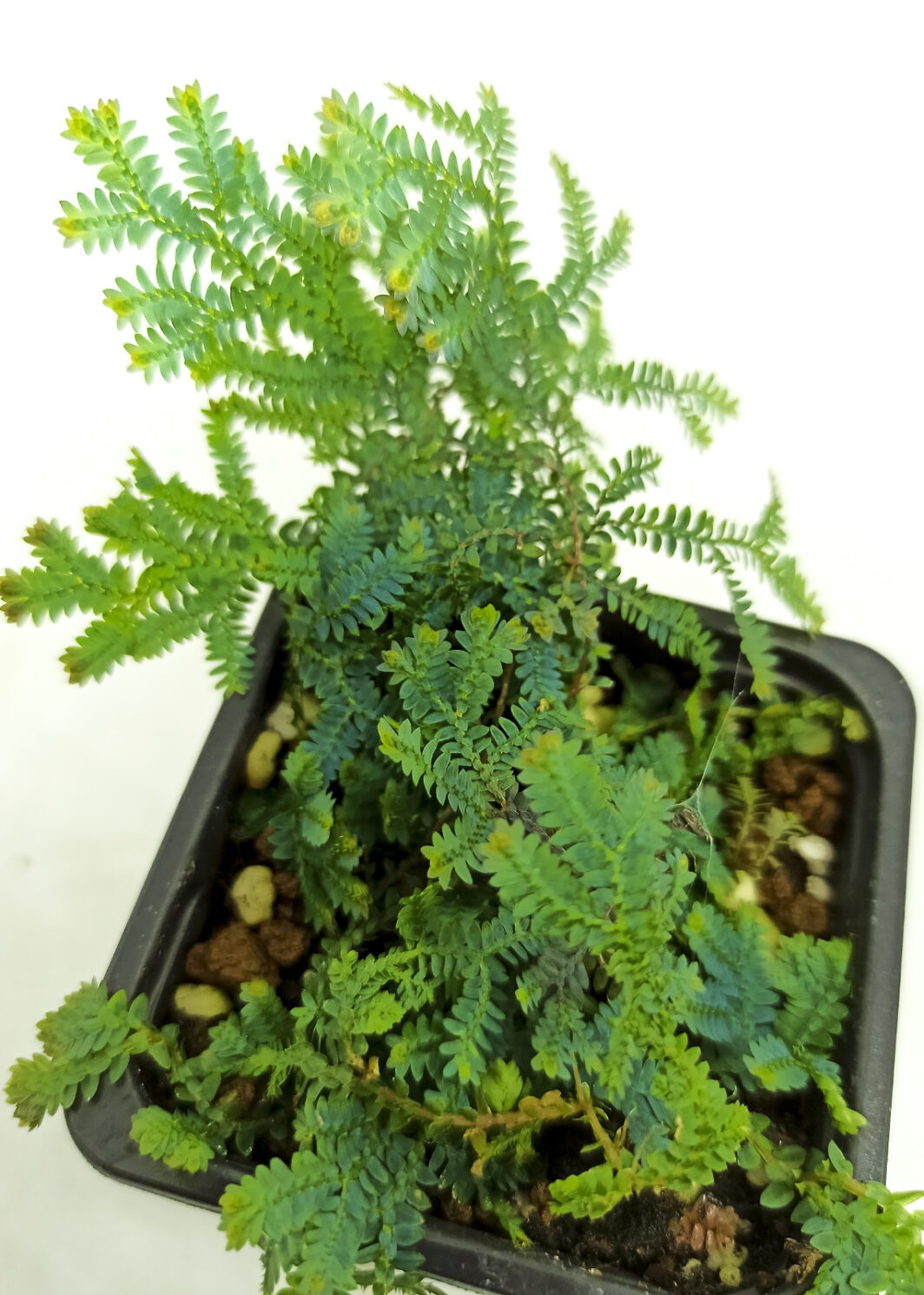 Selaginella uncinata