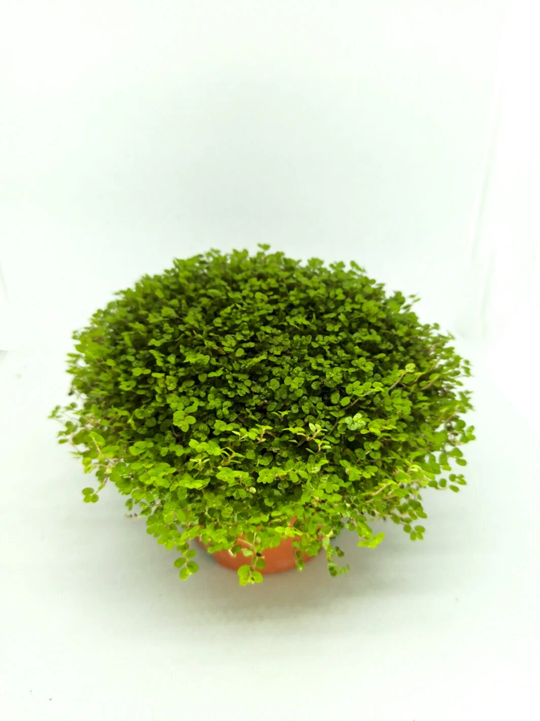 Soleirolia soleirolii