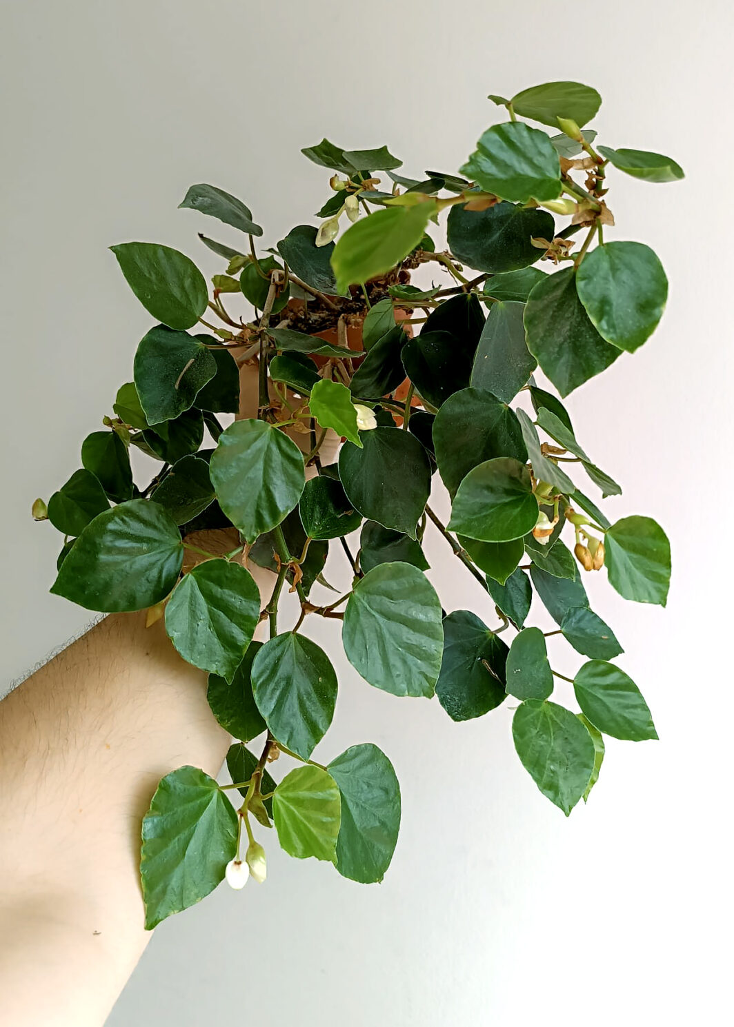 Begonia solananthera