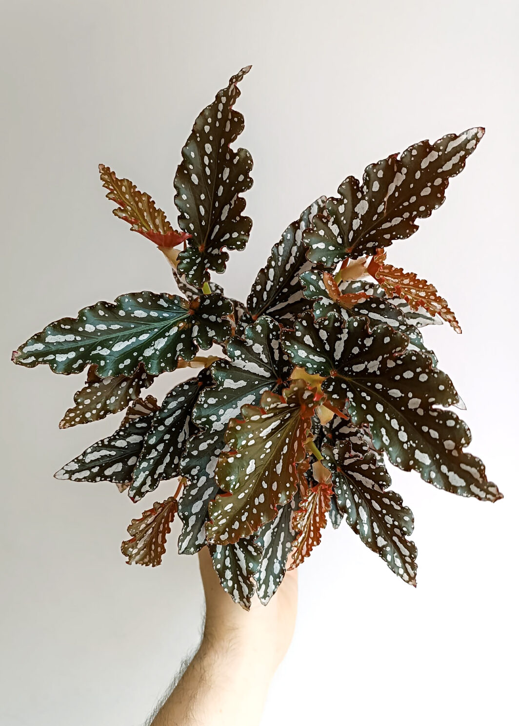 Begonia Tiki Carmen
