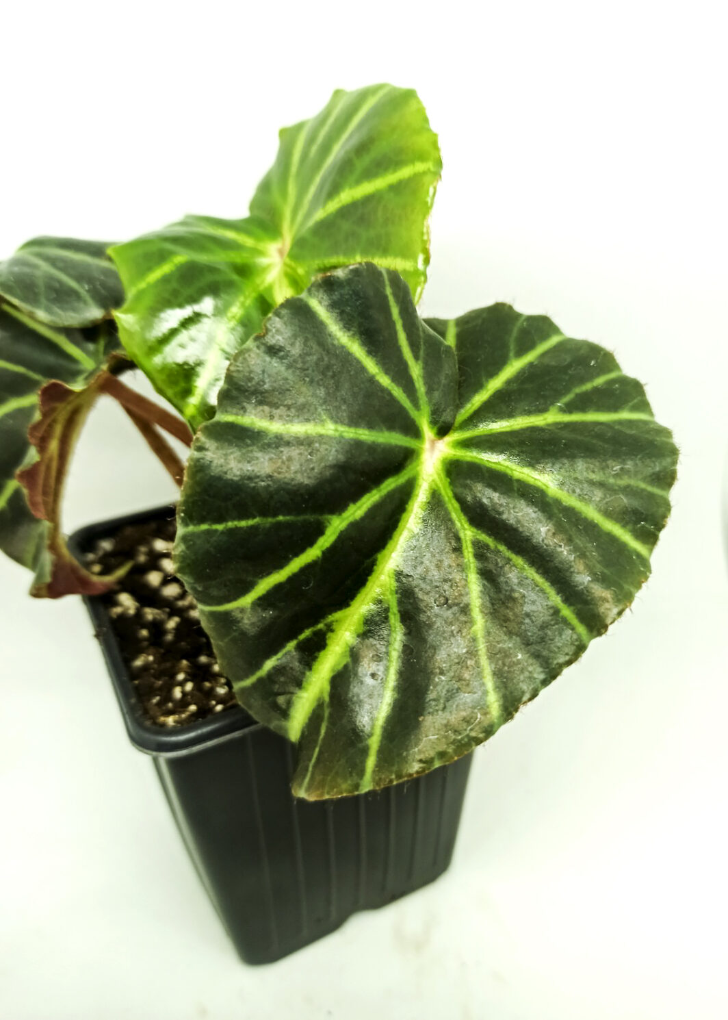 Begonia chingipengii