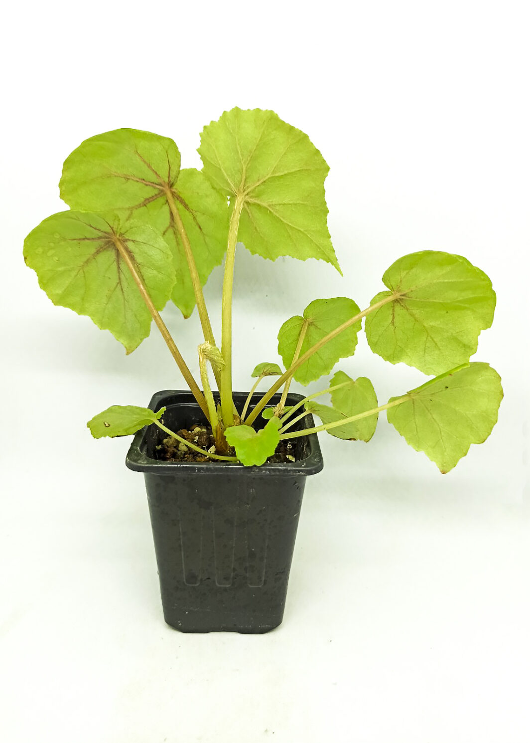 begonia sericoneura var lindeyana