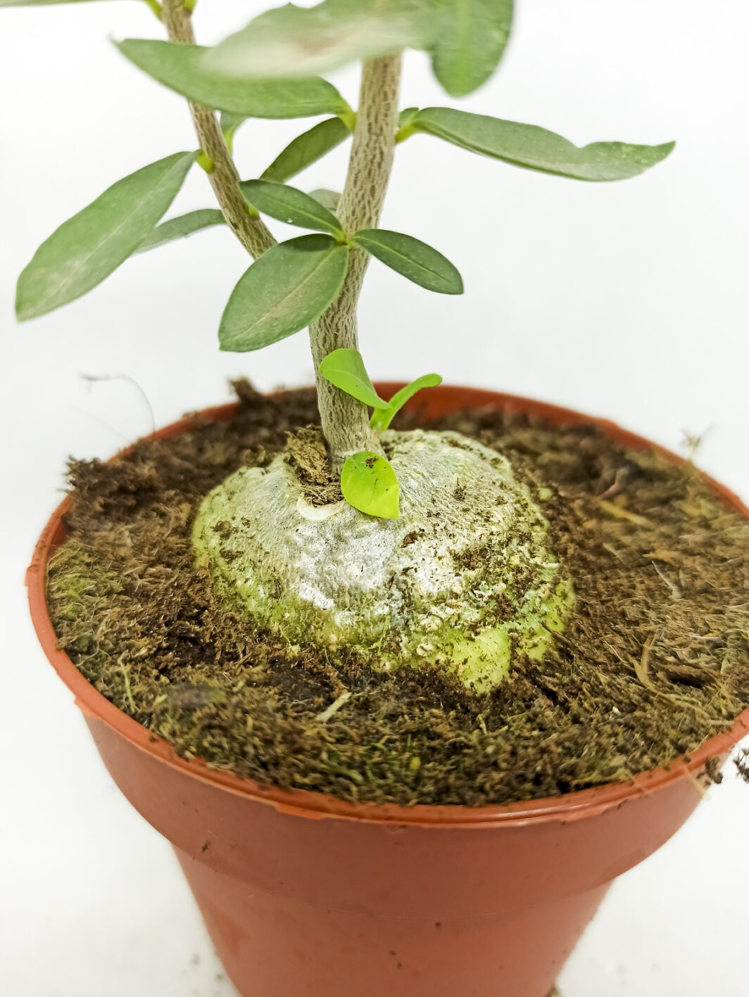Fockea edulis