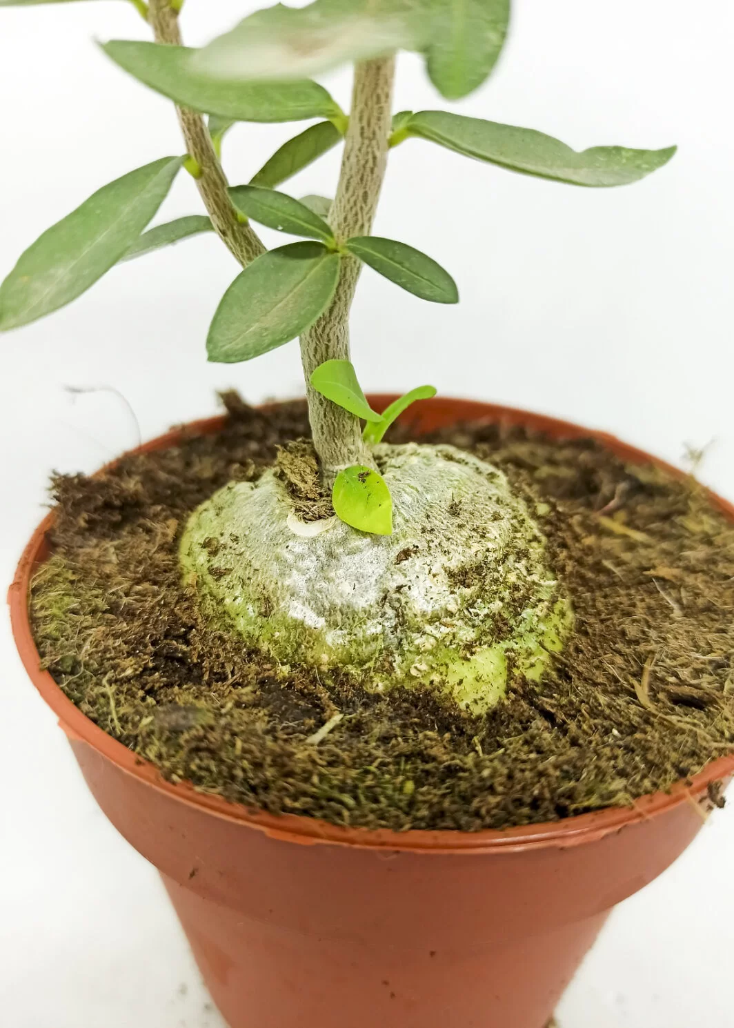 Fockea edulis