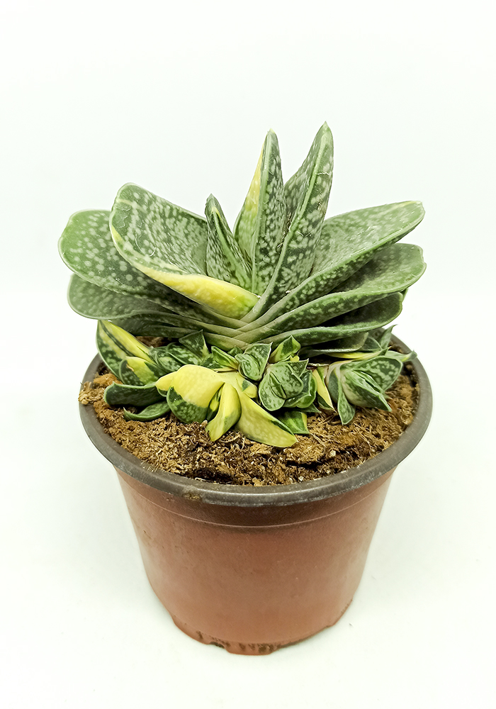 Gasteria glauca variegata