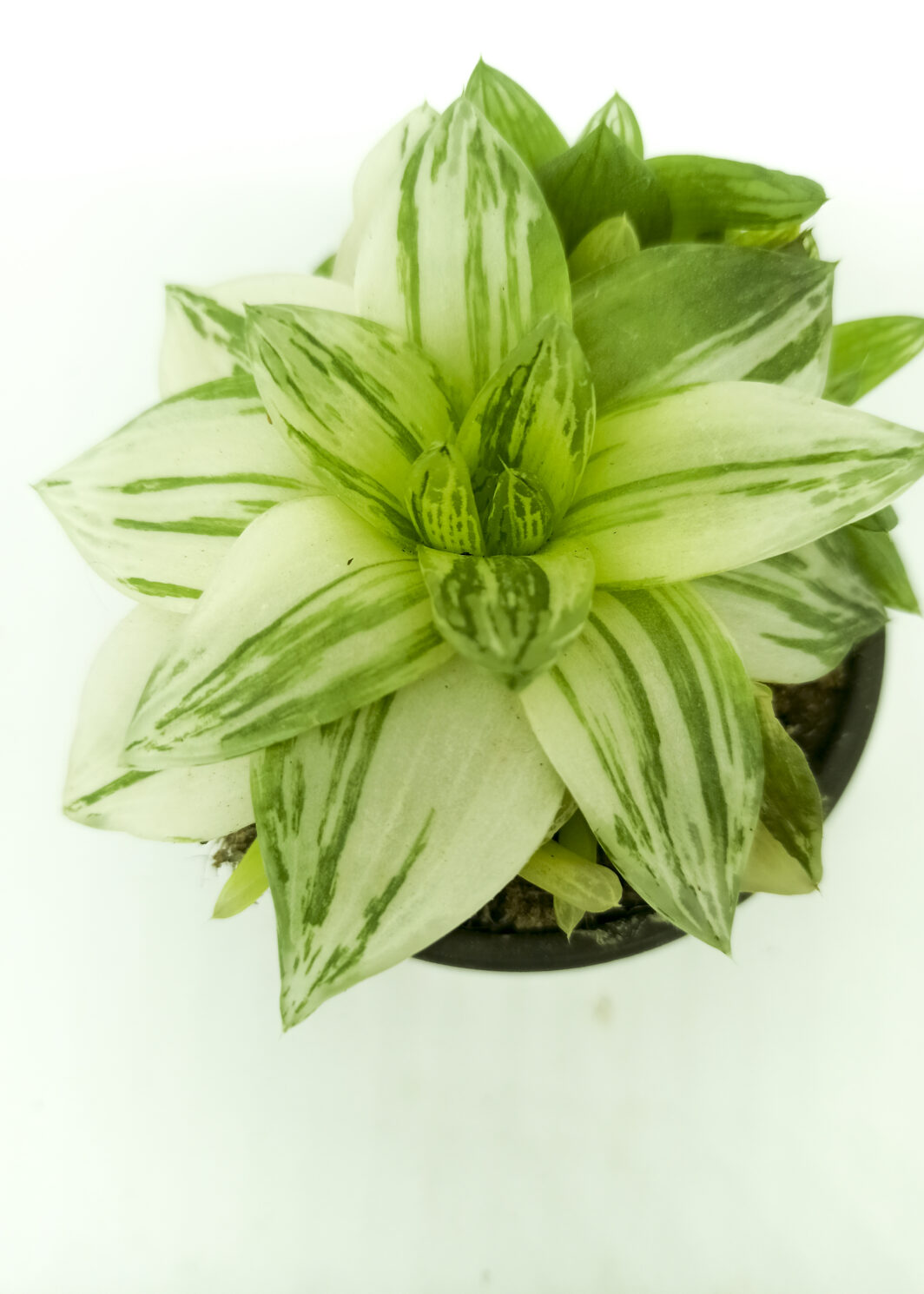 haworthia cymbriformis variegata