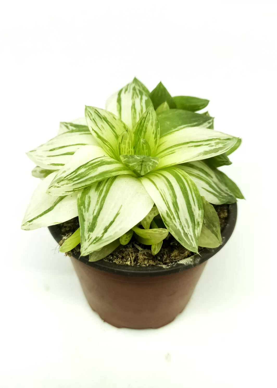 haworthia cymbiformis variegata