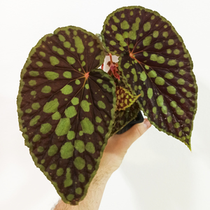 Begonia chlorosticta