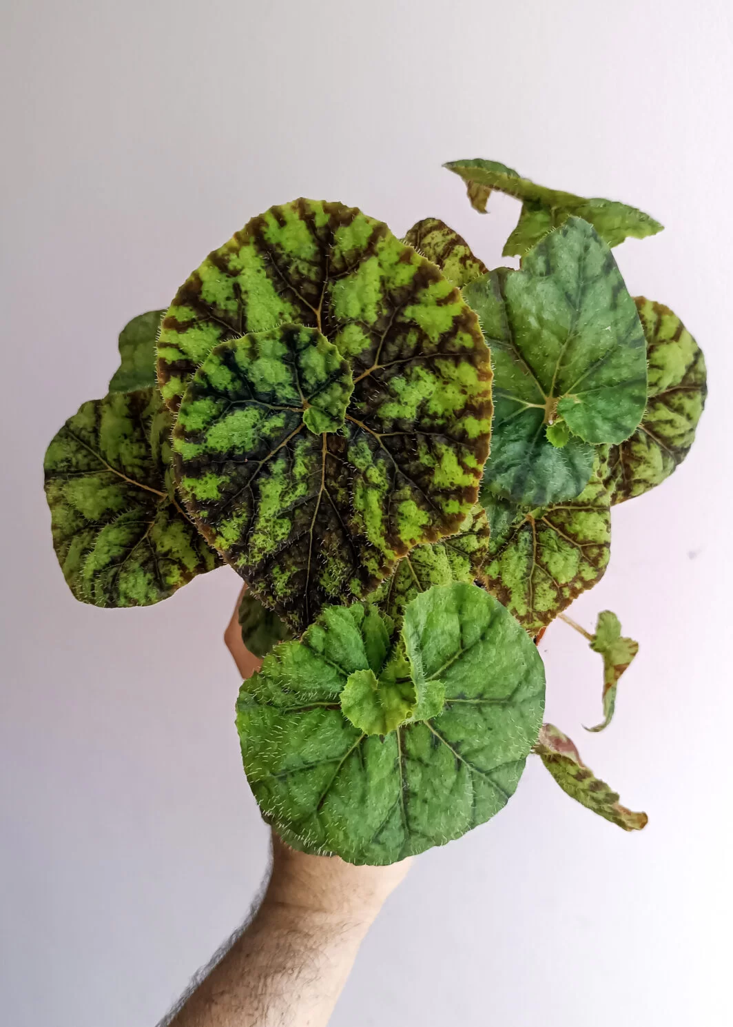 Begonia Cowardly Lion