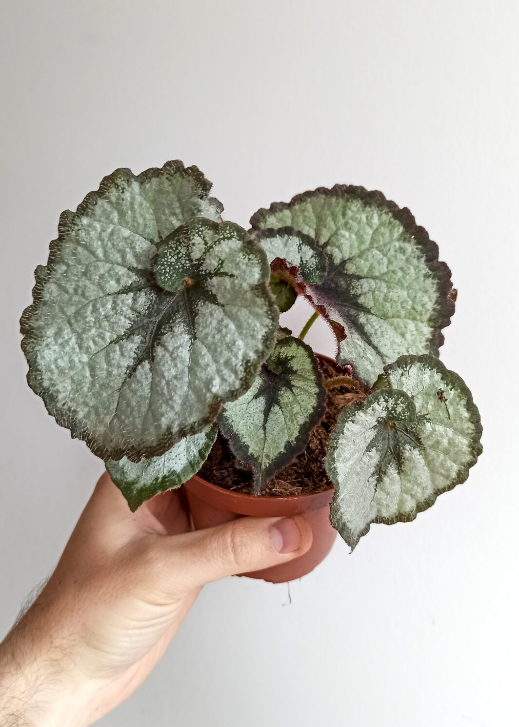 begonia rex escargot