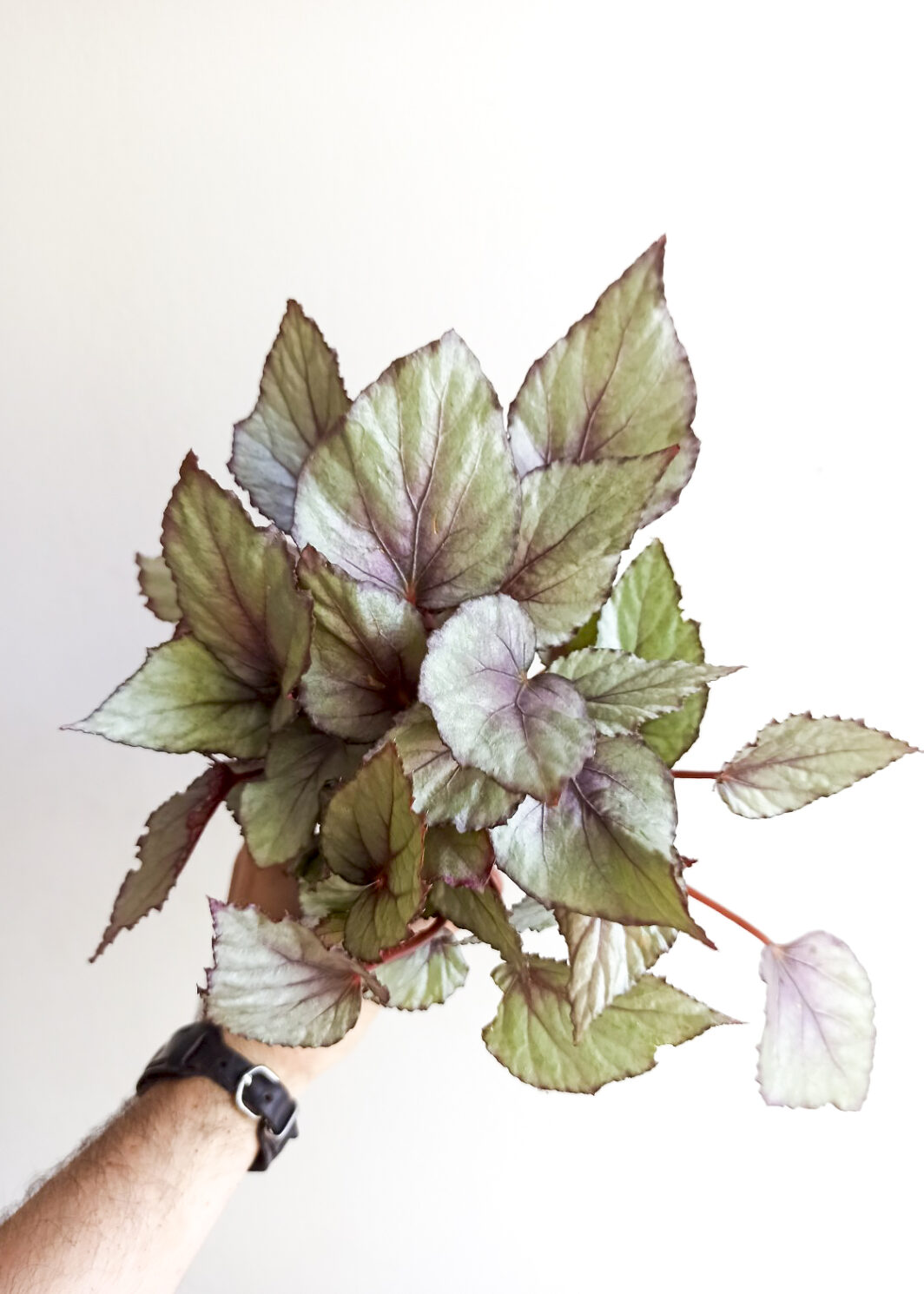 Begonia maori haze