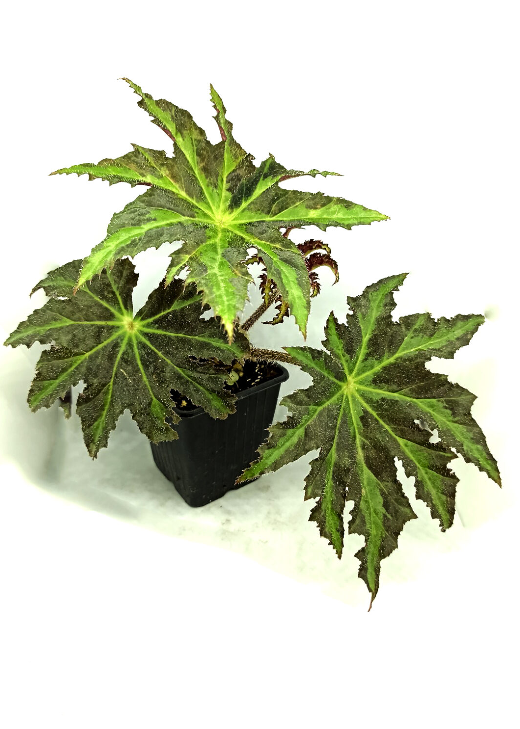 Begonia heracleifolia nigricans
