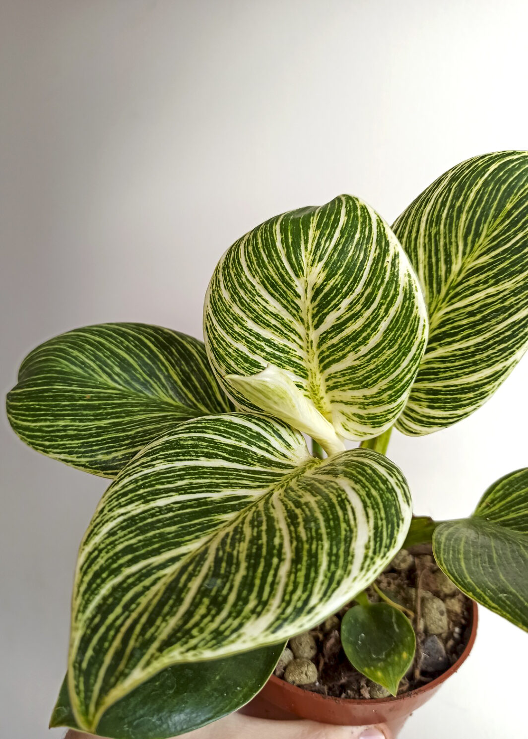 Philodendron birkin 'white wave'