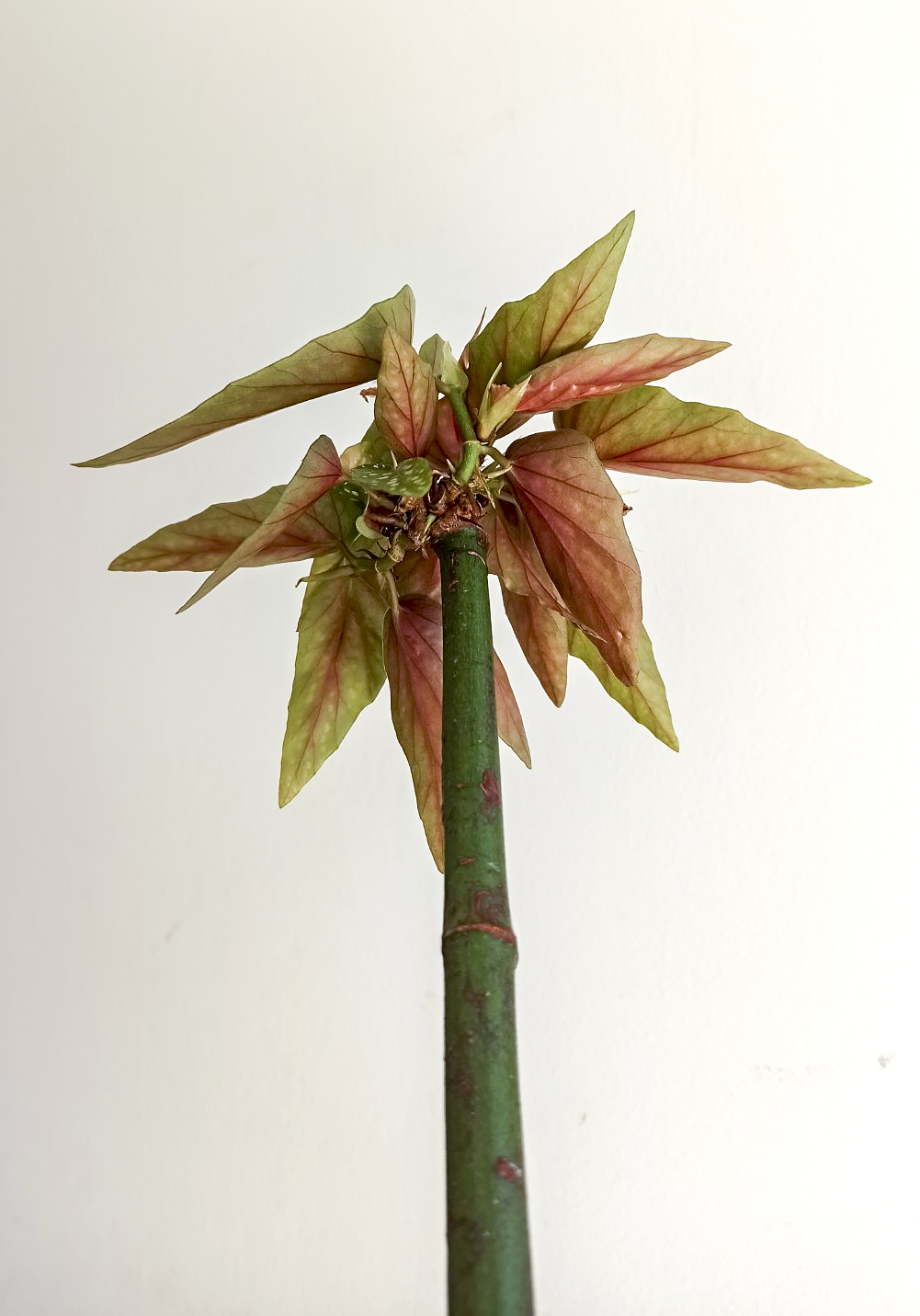 Begonia albo picta forma Tamaya