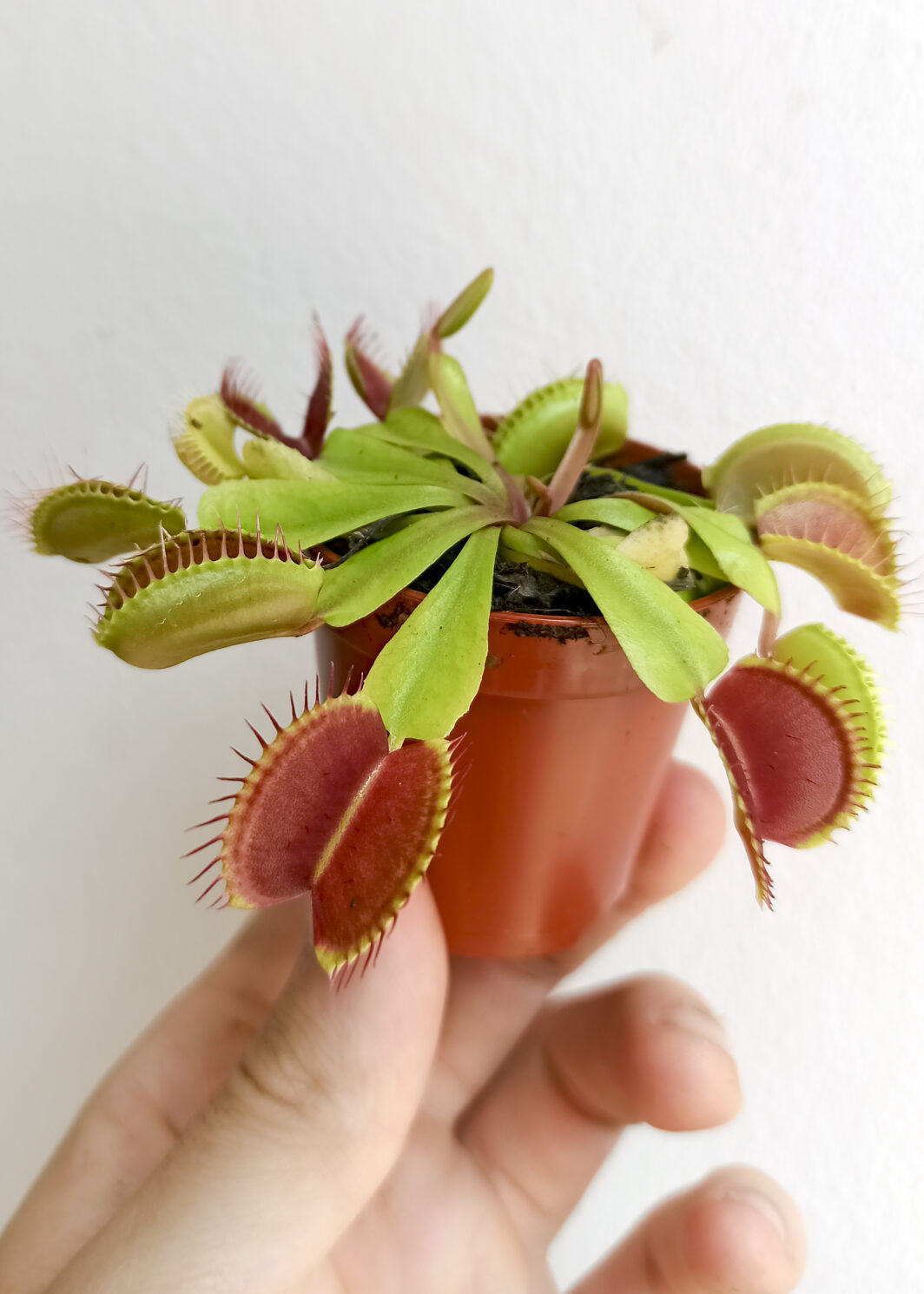 Dionaea muscipula