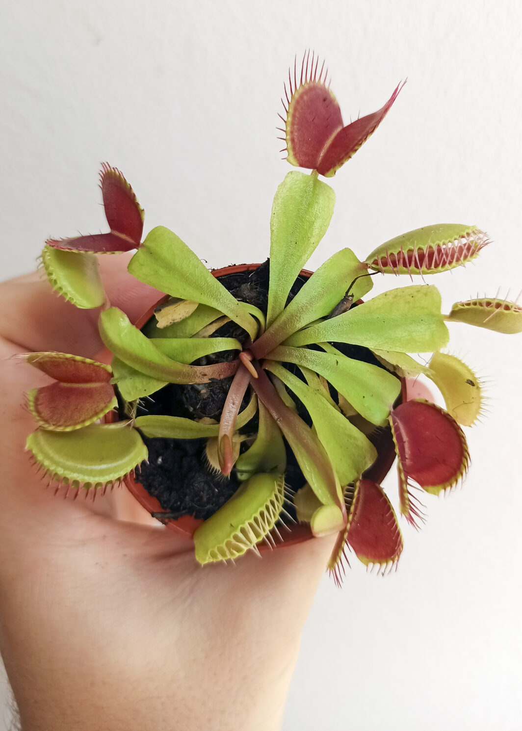 Dionaea muscipula